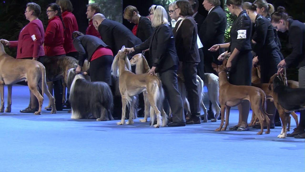Helsinki Winner 6.12.2014 - ryhmäkilpailut ja Best in Show