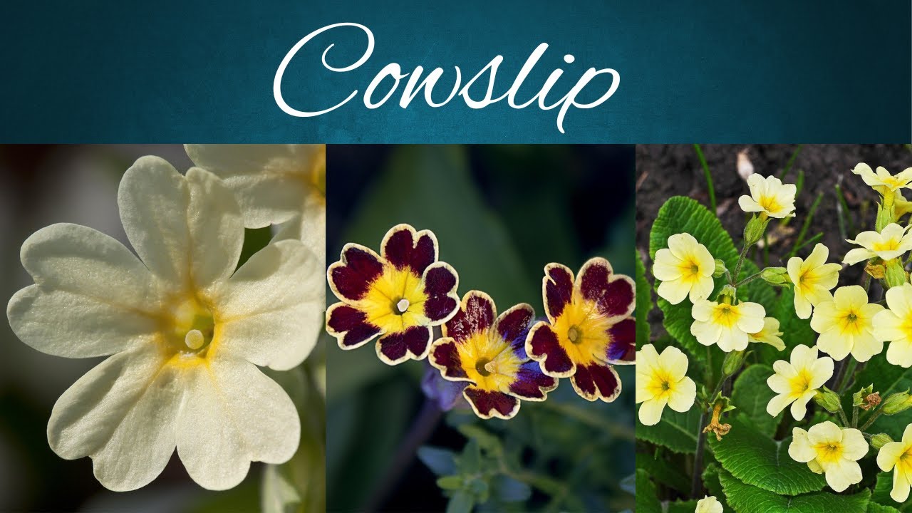 Cowslip || Cowslip Flower Information || Nature's Beauty