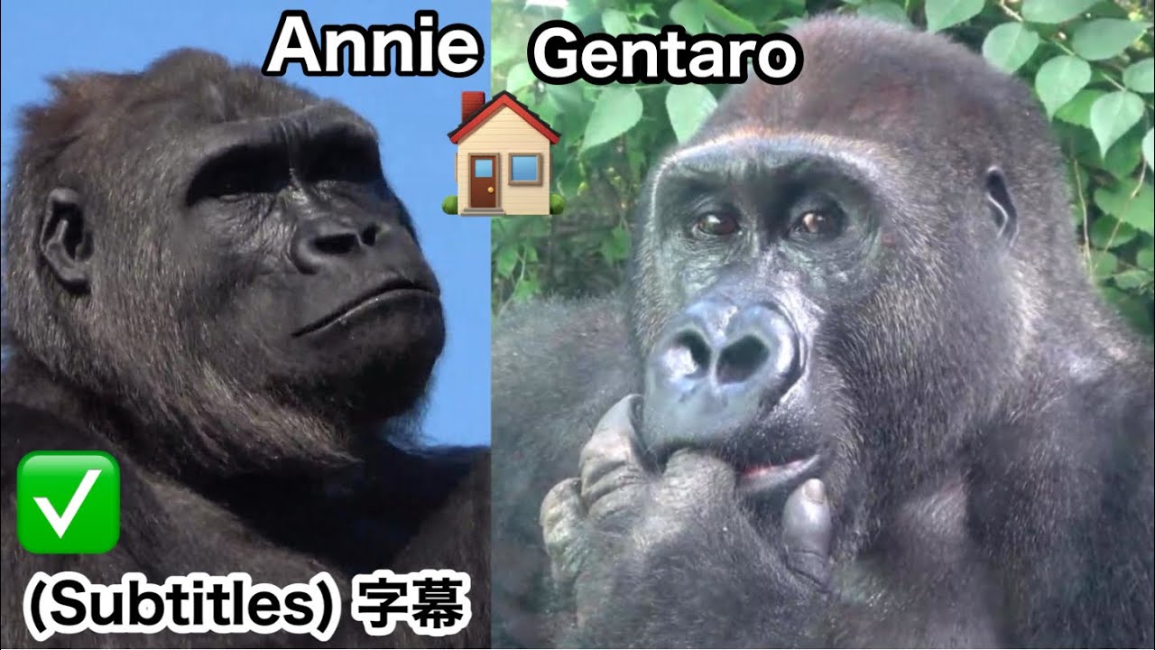 A nova casa de Gentaro e Annie no zoológico de Ueno, explicação com um diagrama. gorila,