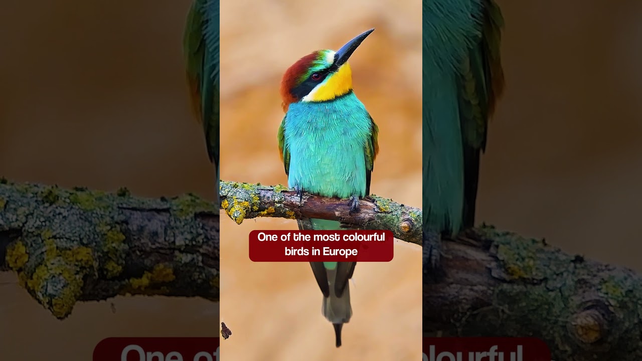 Bird Sounds - European Bee-eater's Vibrant Colours & Call #birds