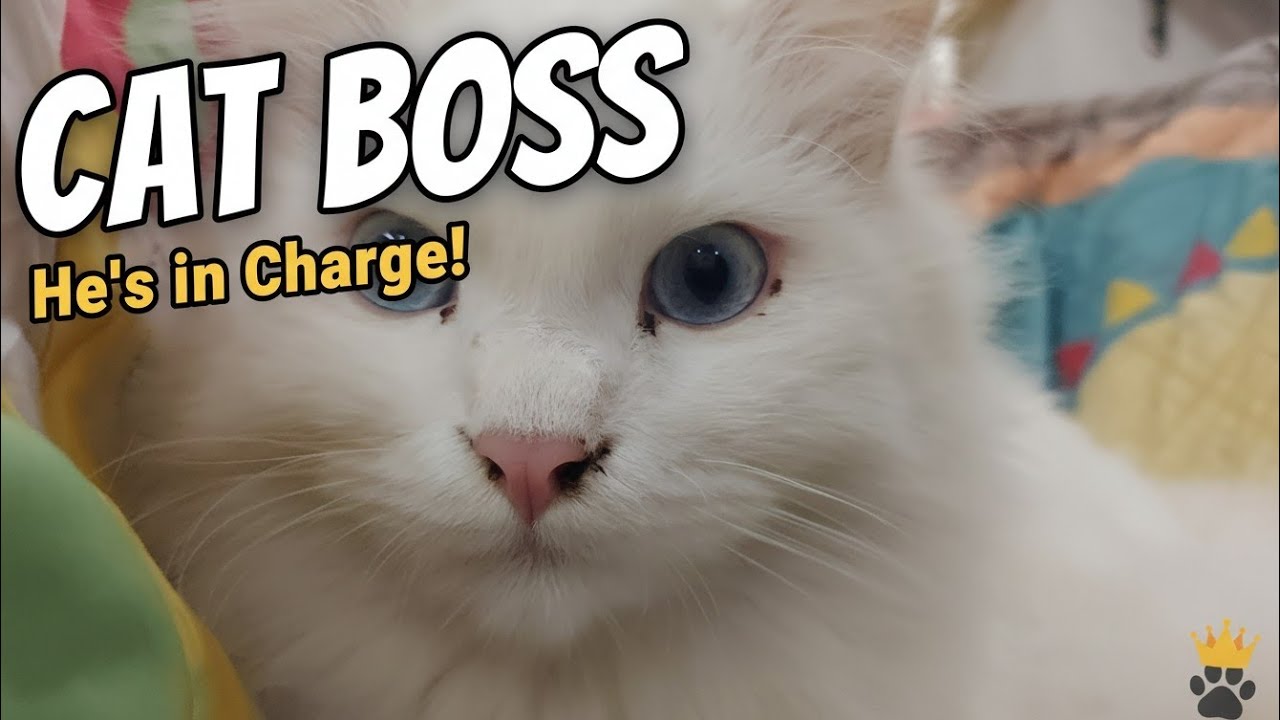 Meet Mr. Milo: The Day Cats Took Over My House