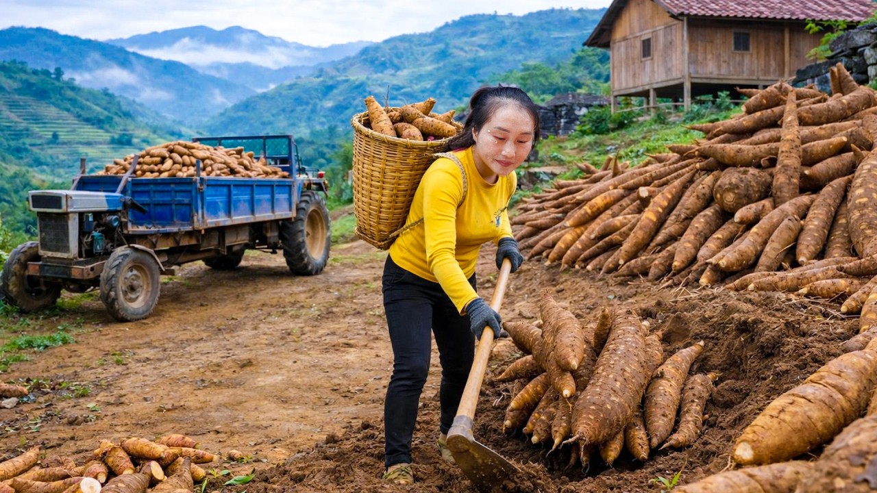 Harvesting strange tubers and papayas to sell at the market, gardening and growing vegetables
