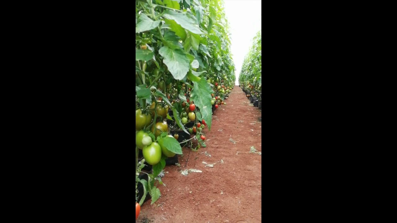 Virus del mosaico del tomate (ToMV), experiencias producción.