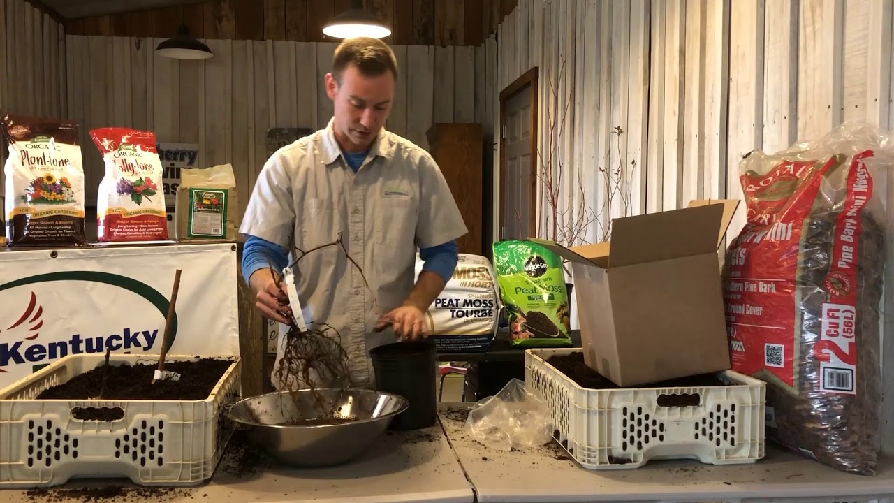 What to do When Receiving Bare Root Berry Plants