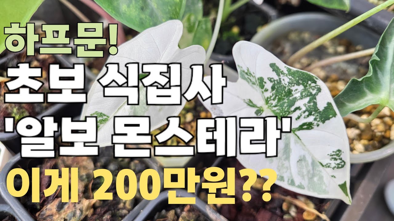희귀식물 알보 몬스테라 하프문 키우기 (가든킹 후기) : 초보 식집사 브이로그