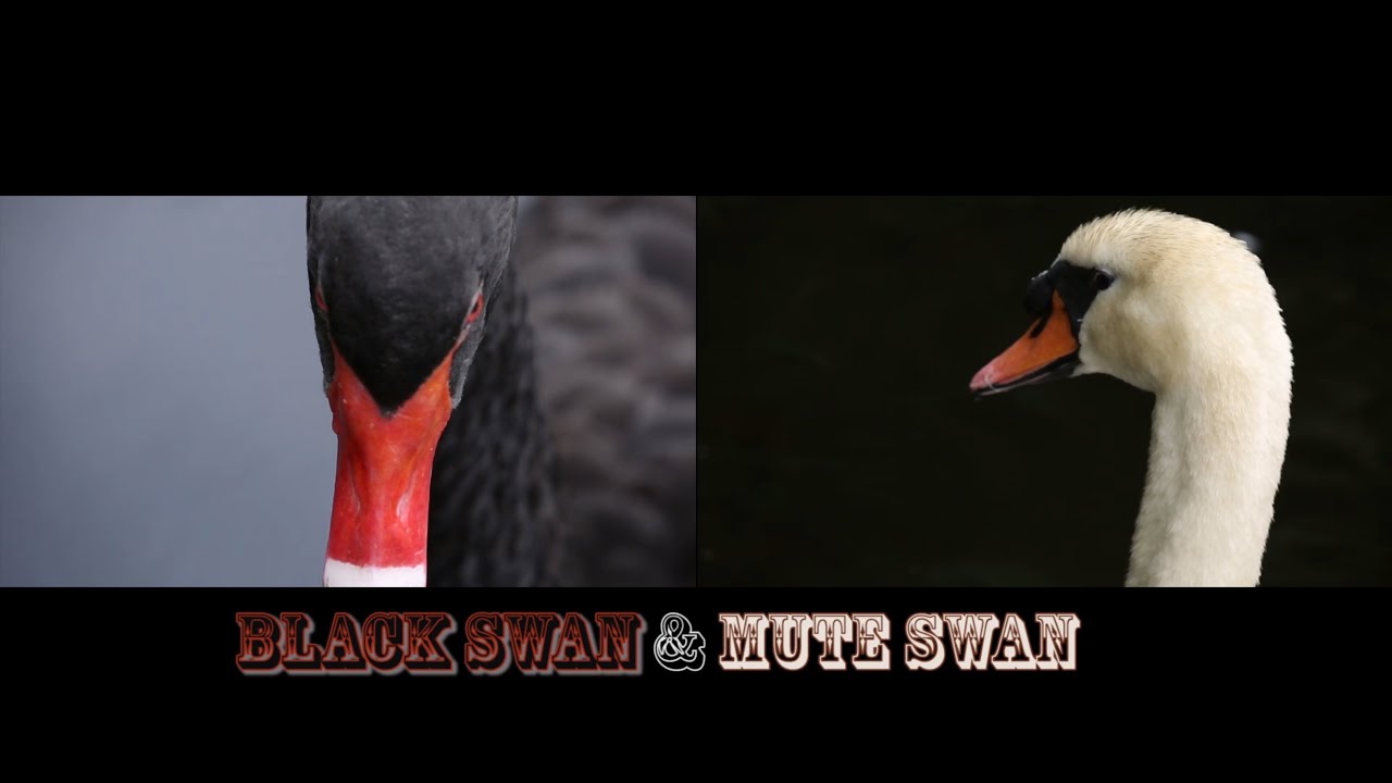 Black Swan & Mute Swan