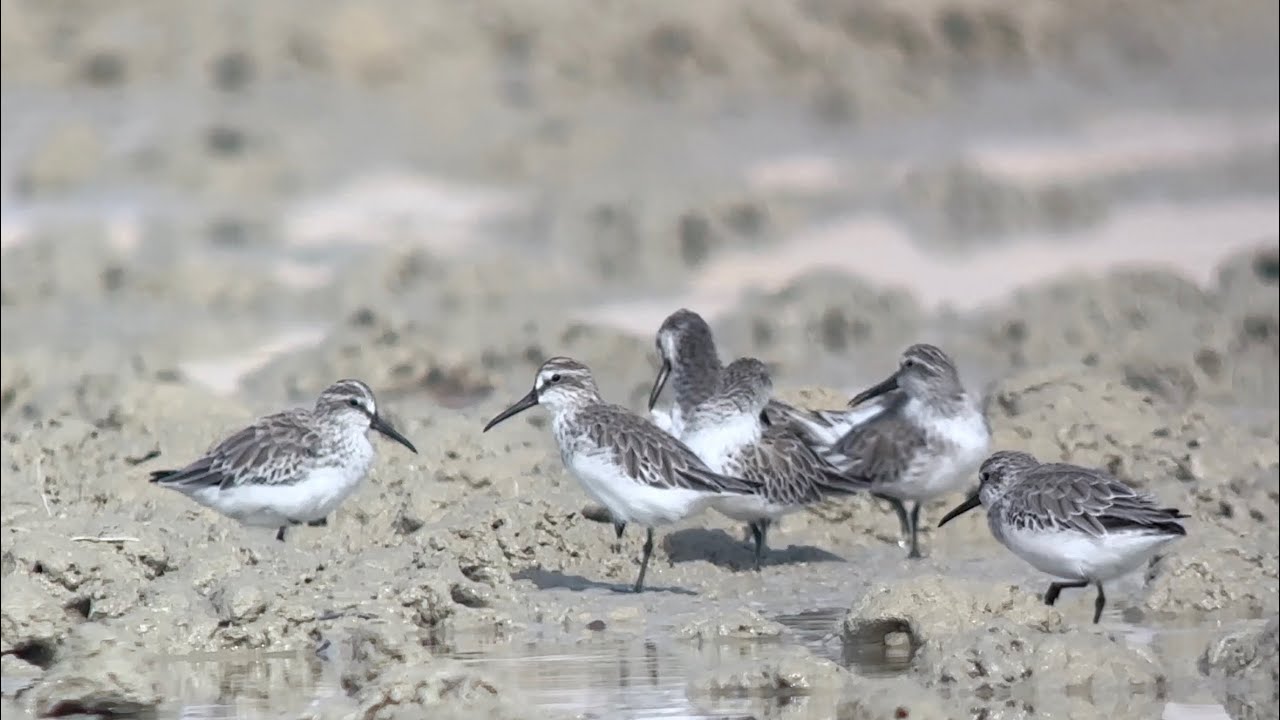  Bécasseau falcinelle, Broad-billed Sandpiper, Calidris falcinellus, Oman, Novembre 2025