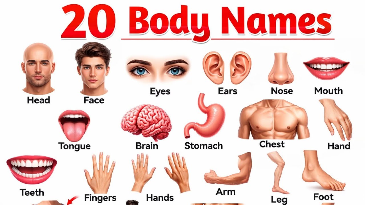 20 शरीर के अंगों के नाम | Learn Body Parts in Hindi & English | Kids Educational Video