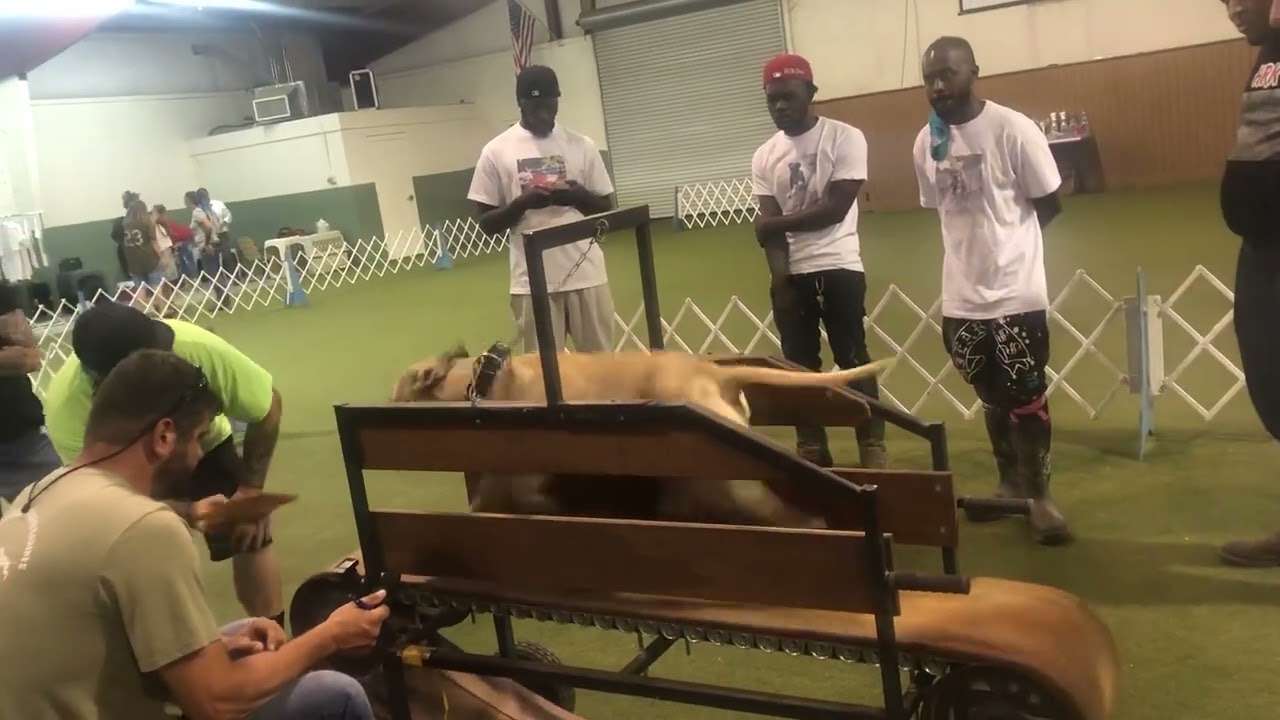 Pitbull competing in treadmill race at AADRI show in Georgia.