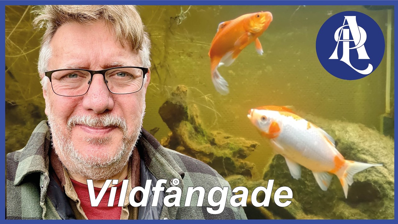 Guldfisk efter tio år av naturligt urval
