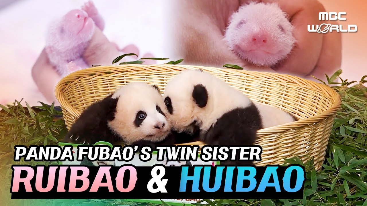 [C.C.] Fu Bao finally has her Twin Sisters!! 🐼 #FUBAO #RUIBAO #HUIBAO