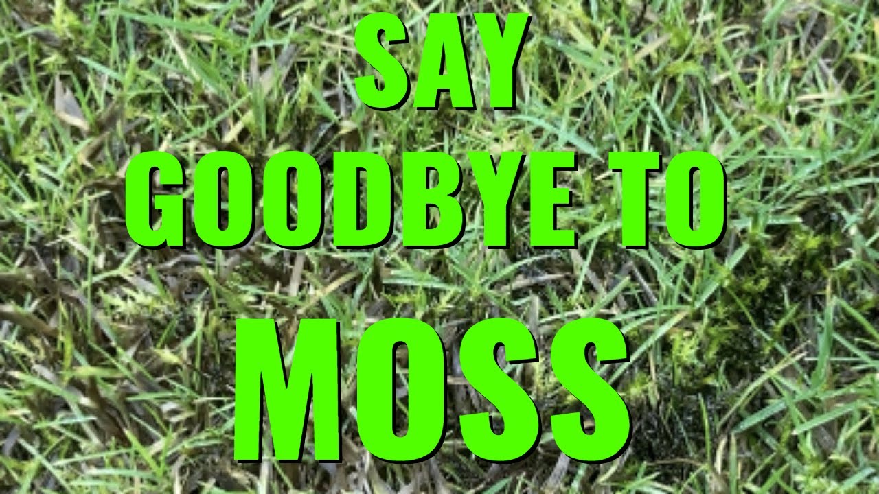 Say GOODBYE to MOSS / TOP tips for a MOSS FREE lawn