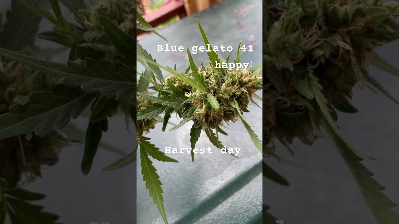Grow with me 🌱harvest day #barneyfarms #organiccannabis #bluegelato #outdoors