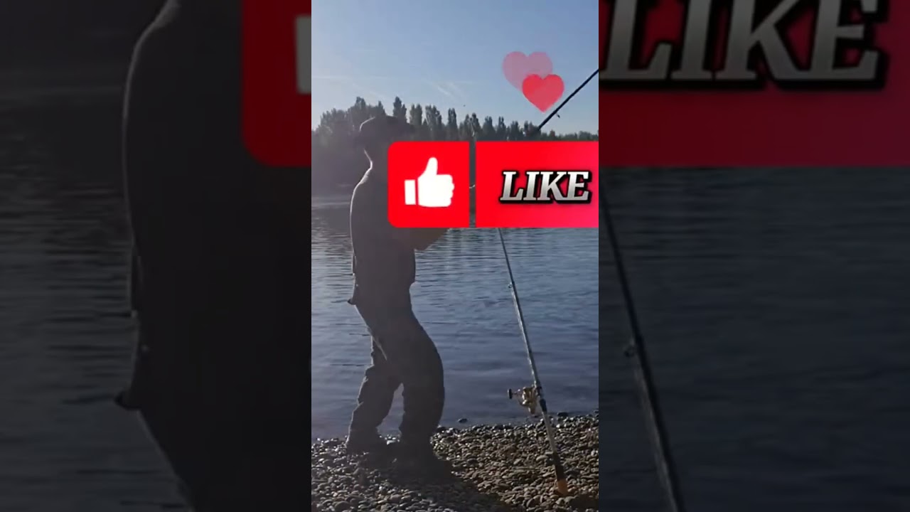 Активная рыбалка 🎣 на реке Рейн клюнул лещ #рыбалка #angeln #fishing #p&ecirc;che #pescado #see #лещ