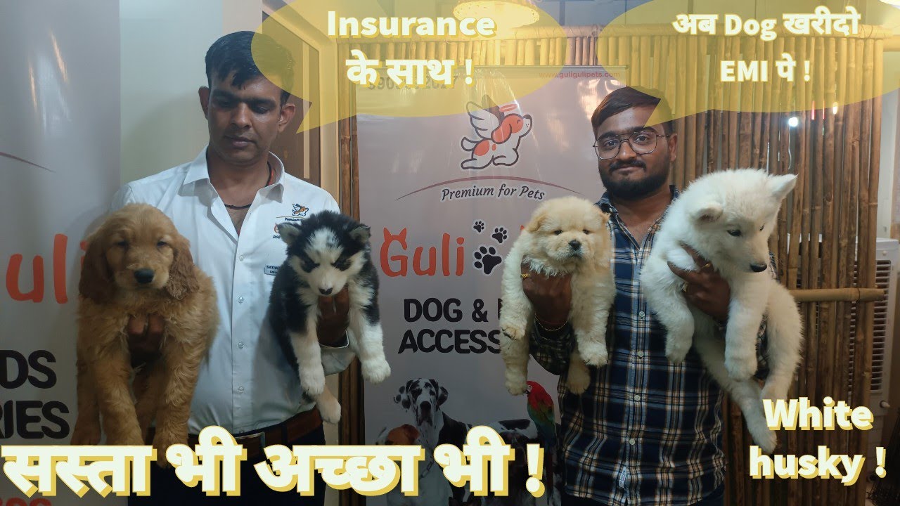 cheapest puppy market in ahmedabad | Guli Guli Pet Shop | Mini Dog Show 2023