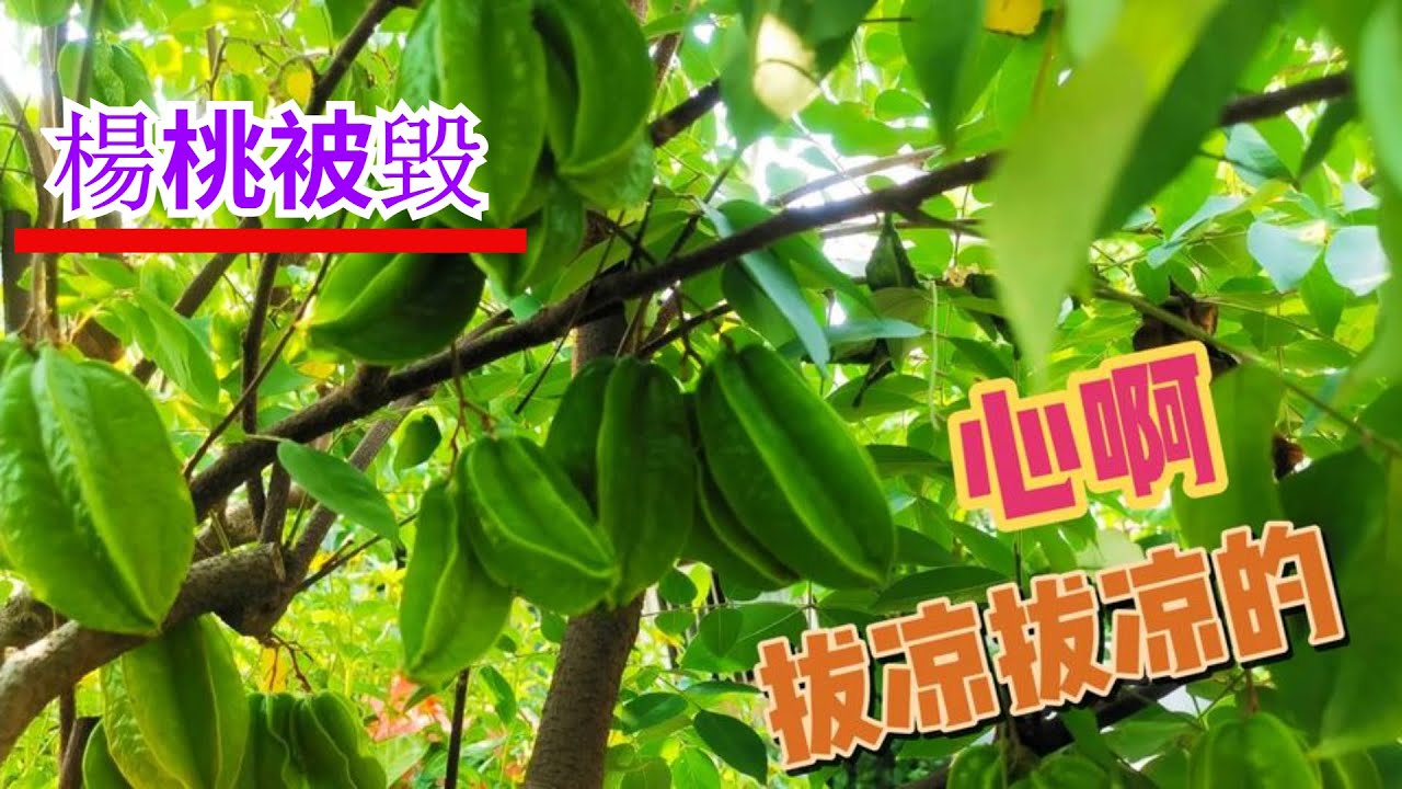 楊桃眼看著就要收成了，卻一朝回到解放前，到底咋回事？