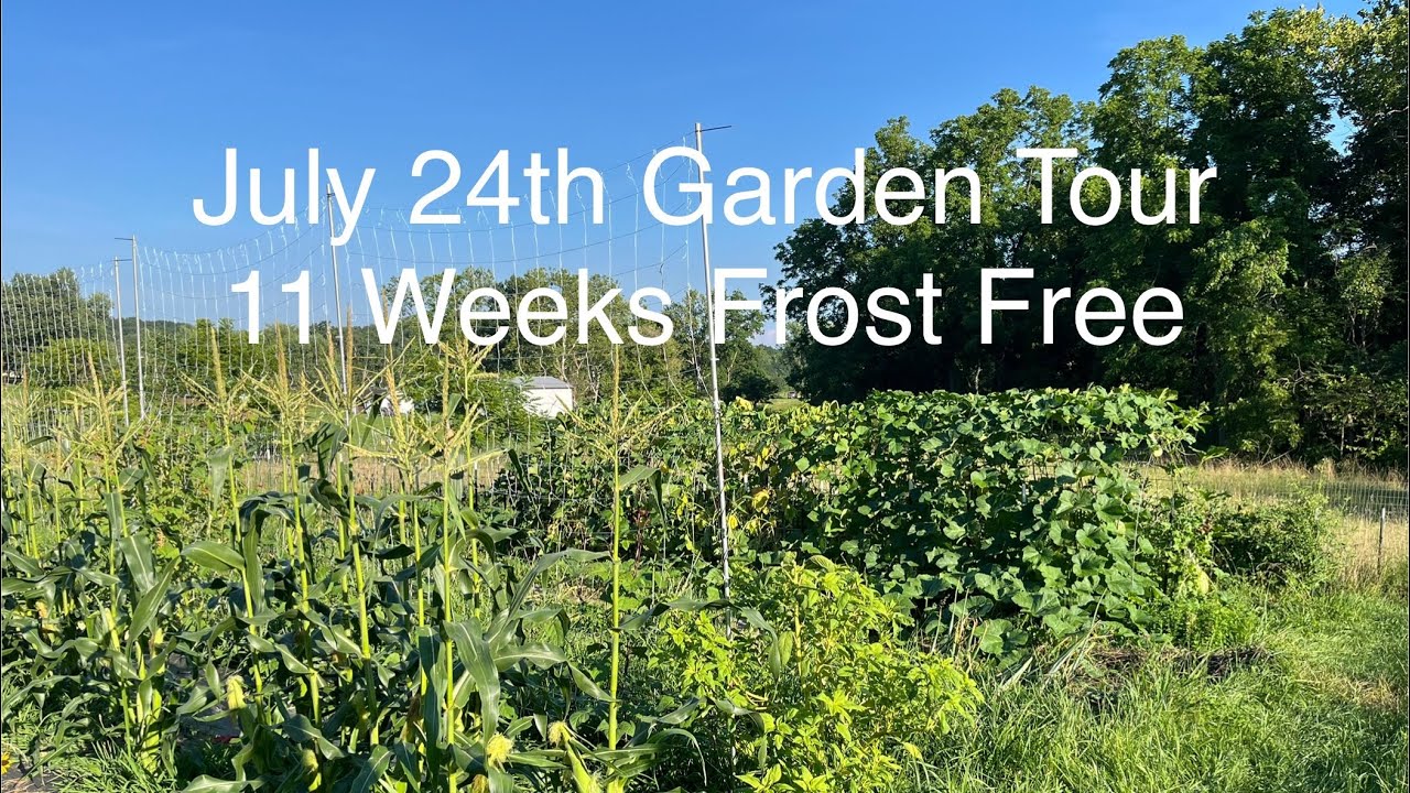 July 24th Garden Tour - 11 Weeks Frost Free
