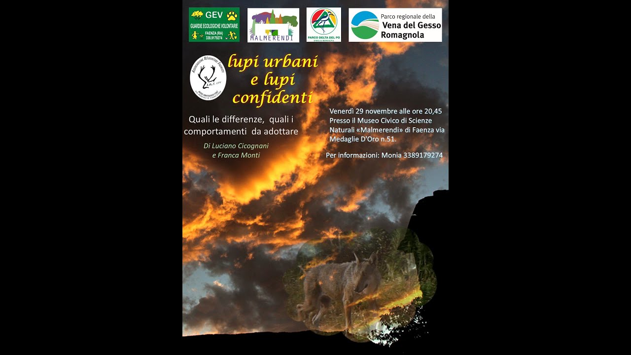 Lupi urbani e lupi confidenti