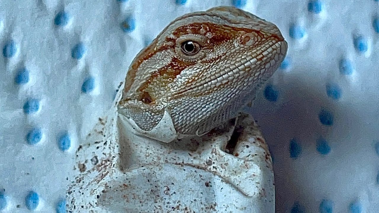 Adopter un Pogona Vitticeps