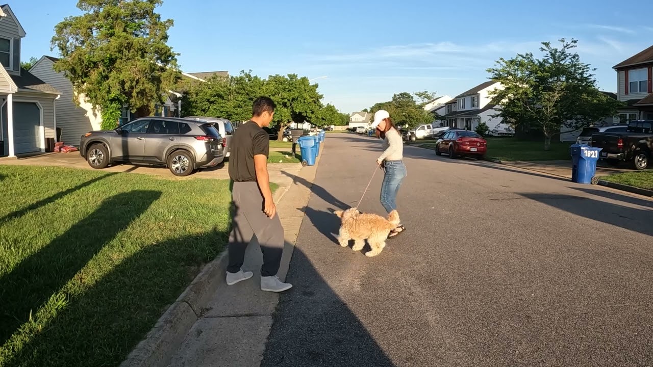 大金毛随行训练,dodo也沦为工具犬#3