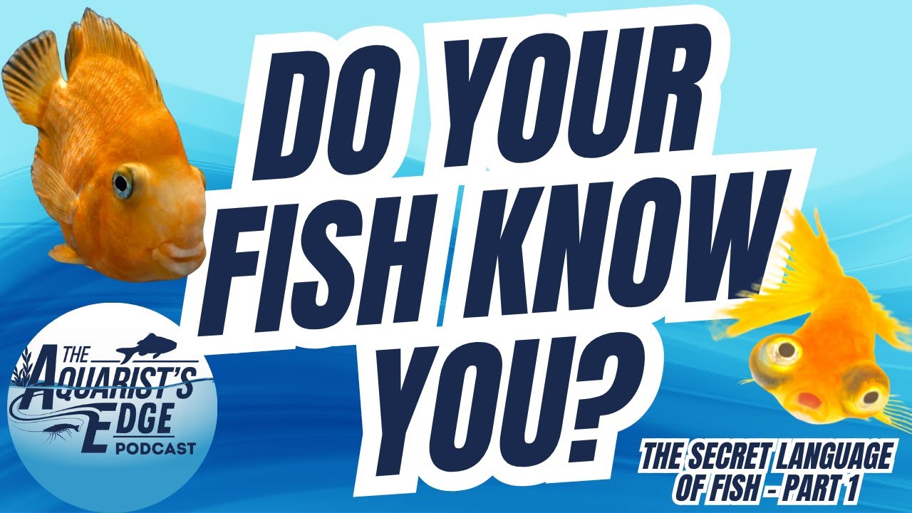 How Your Fish Recognise and Communicate with You