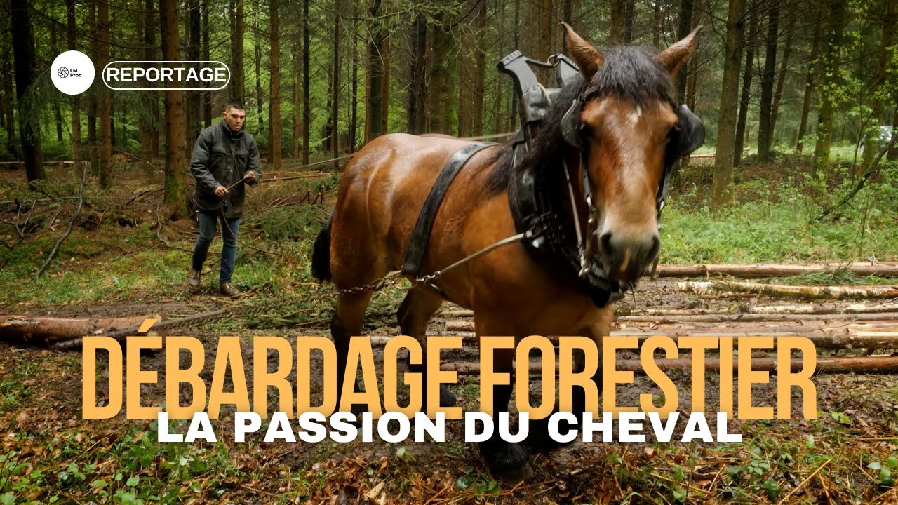 DÉBARDAGE À CHEVAL: UNE MÉTHODE ANCESTRALE POUR UNE FORÊT DURABLE