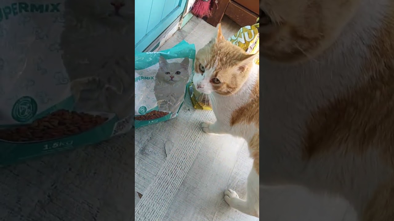 El gato sabio q sabe como SER cariñoso para conseguir comida. Ellos ordenan y los humanos,obedecemos