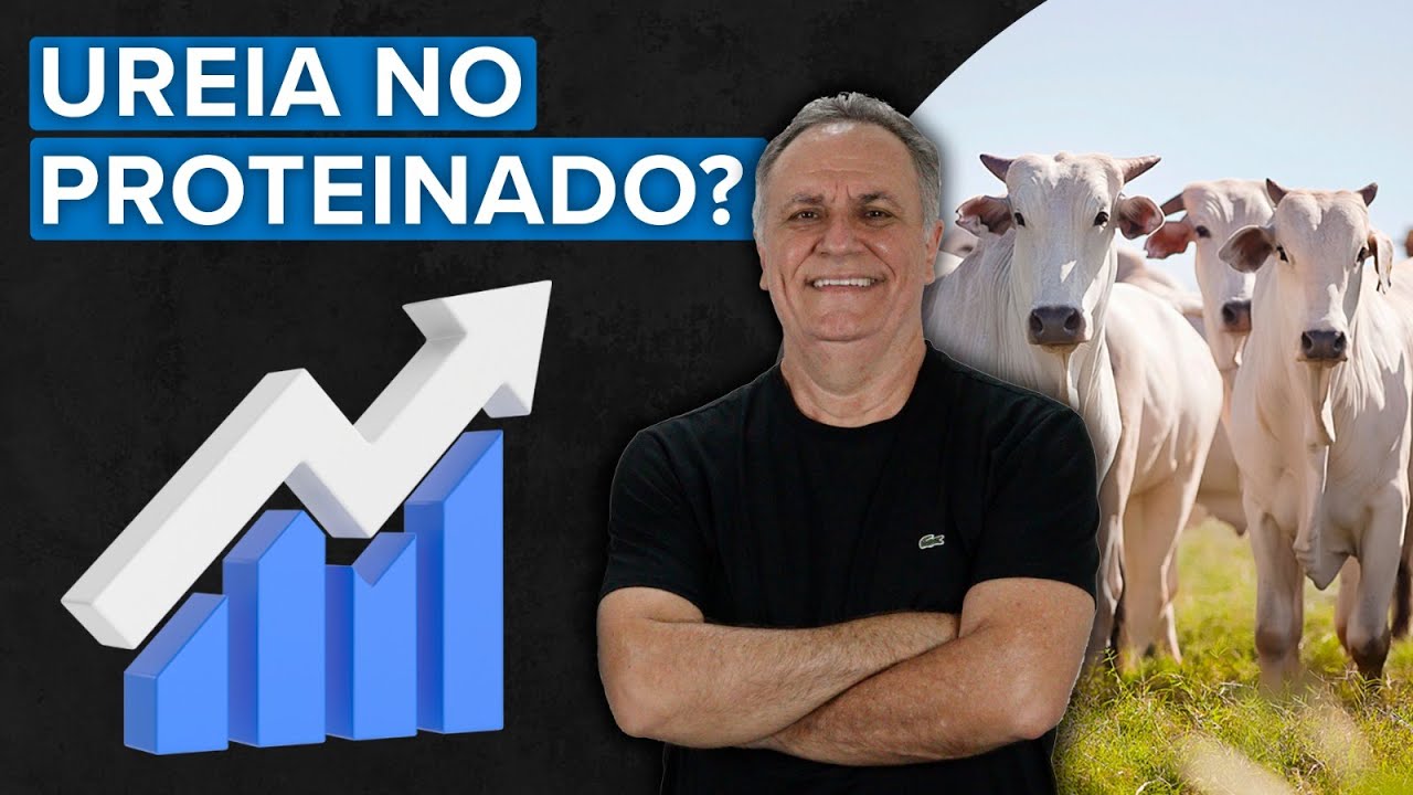Quanto de uréia pode ter em um proteinado?
