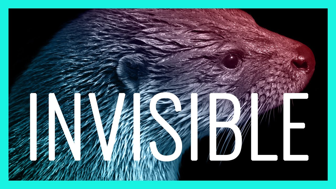 Invisible