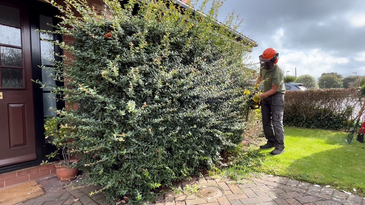 Tidying up this Homeowner’s Overgrown Pyracantha!