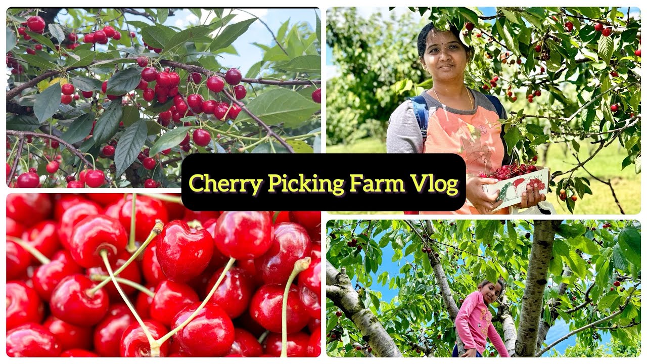 Sweet Cherries From Strites Orchard Farm | A Weekend Vlog In Tamil #tamil#usa#cherryvlogs#vlogs