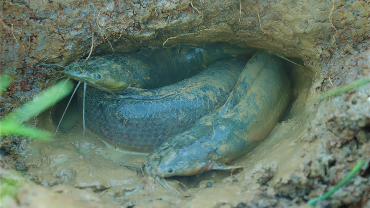 Amazing fishing in rural village & Found many fish run back water after Raining