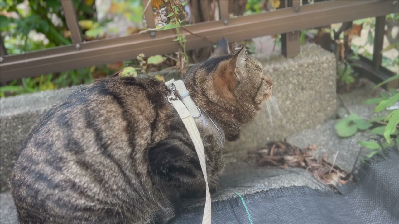I'm waiting for an opportunity to hunt birds 20251211