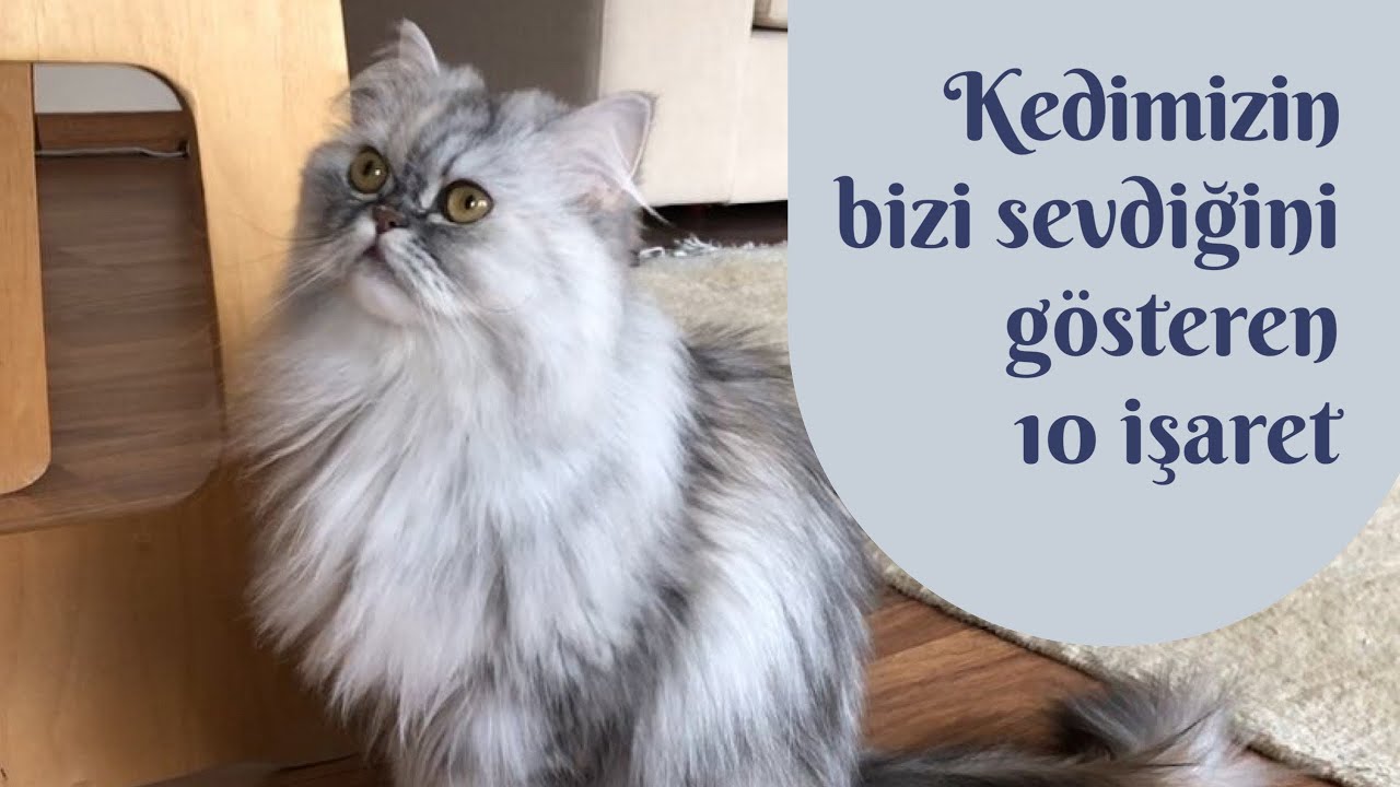 Kedimizin bizi sevdiğini gösteren 10 işaret!