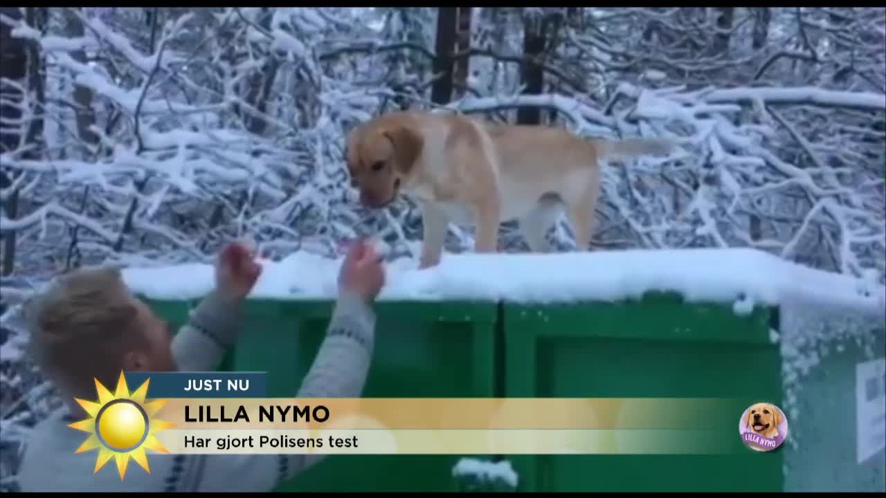 Lilla Nymo imponerade på Polishundstestet - Nyhetsmorgon (TV4)