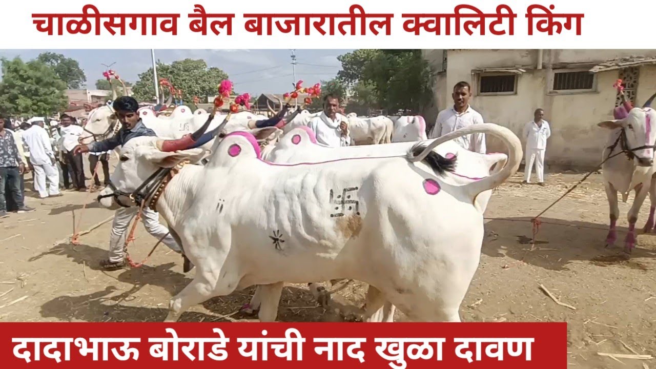 चाळीसगाव बैल बाजारातील क्वालिटी किंग 👑दादा भाऊ बोराडे यांची नाद ♥️खुळा दावन चाळीसगाव बैलबाजार 3जून23