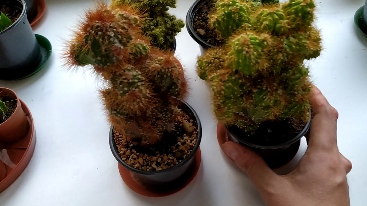 Cereus peruvianus monstruosa (Разновидности этого кактуса + миниобзор других растений)