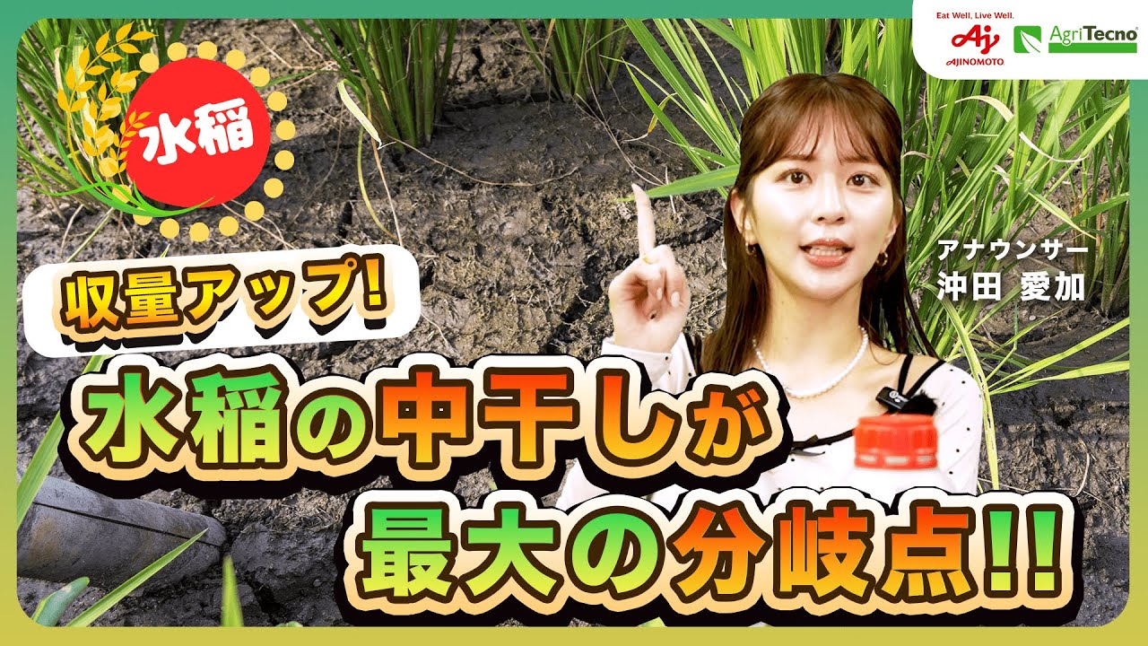 【水稲農家必見】中干し後こそ収量を決める！今やるべき3つの管理ポイントとは？