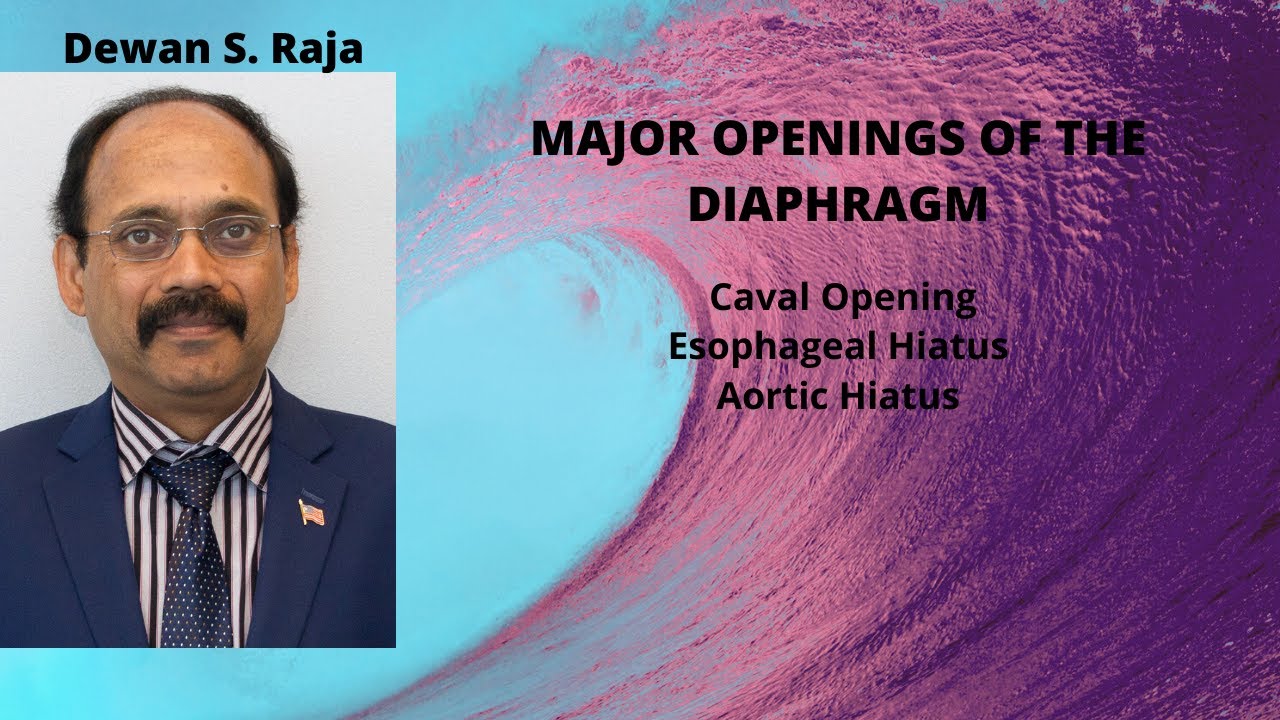 MAJOR  OPENINGS OF THE DIAPHRAGM