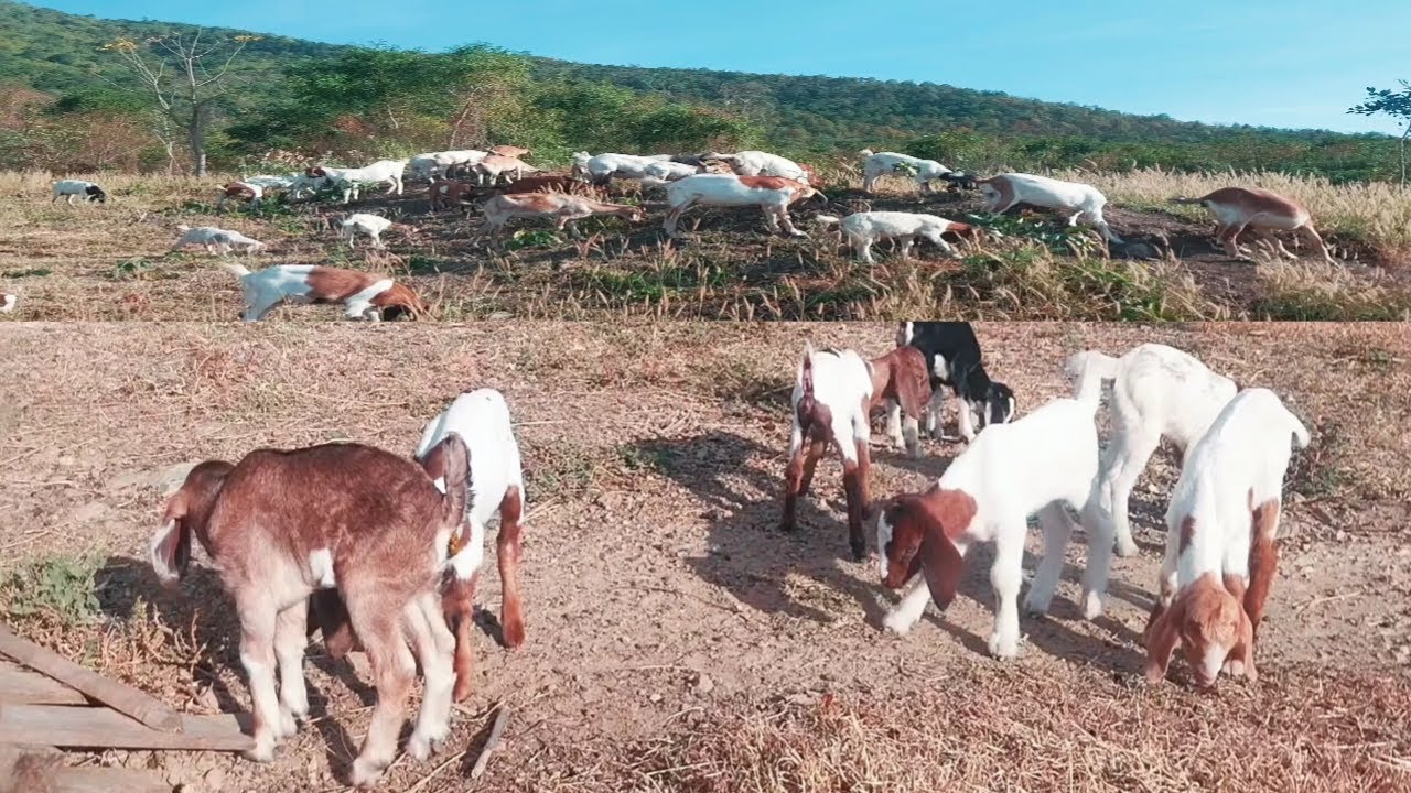 BEAUTIFUL GOATS