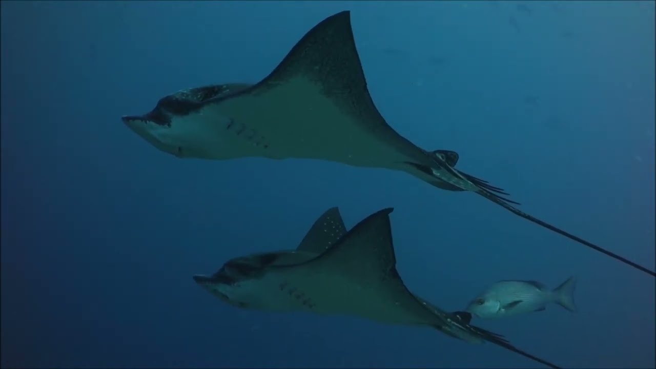 Cruising with 2 friendly eagle rays and some reef sharks and snappers at Kandooma Thila 21/10-2020.