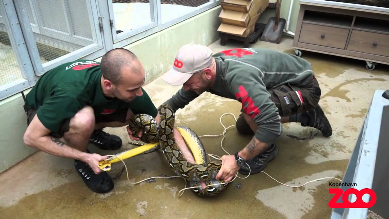 Netpython m&aring;les og vejes | Copenhagen Zoo
