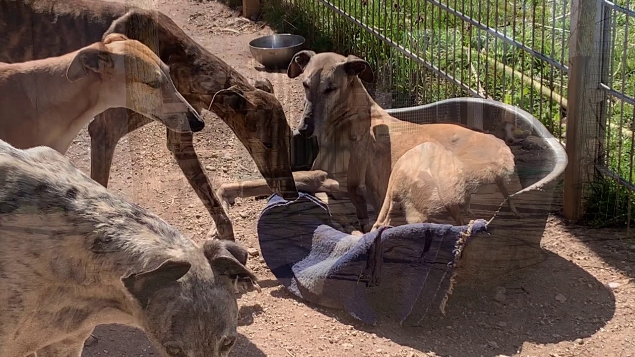 Ein Besuch in der Auffangstation der Galgorettung Fränkisches Seenland e. V.