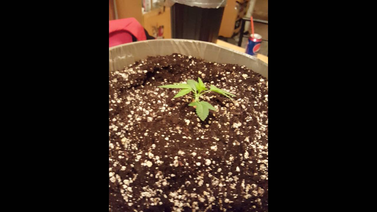 White LSD Auto flower #3 day 21