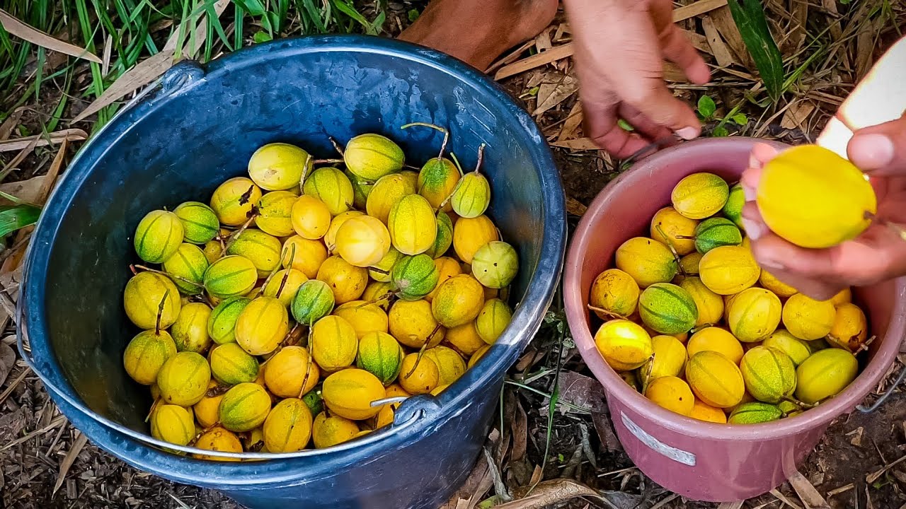 Maracujá silvestre ou maracujazinho do mato, peguei muitos no meu quintal!