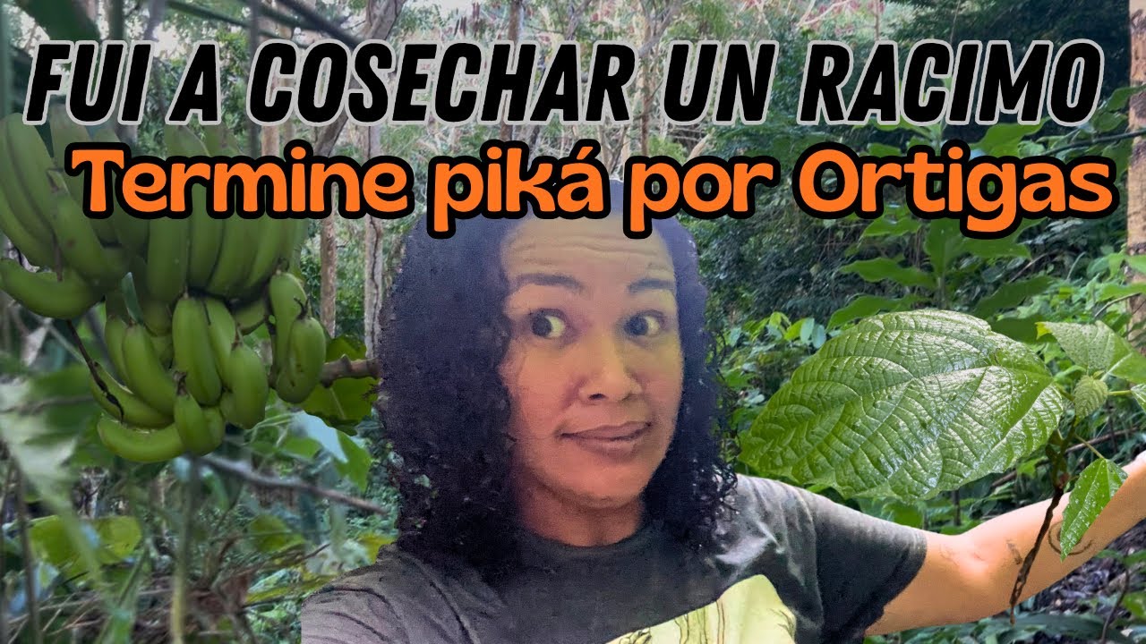 Bajé a ver la quebrada… y terminé picada por ortigas 🌿😬🤪| Finca Choreto 🌱