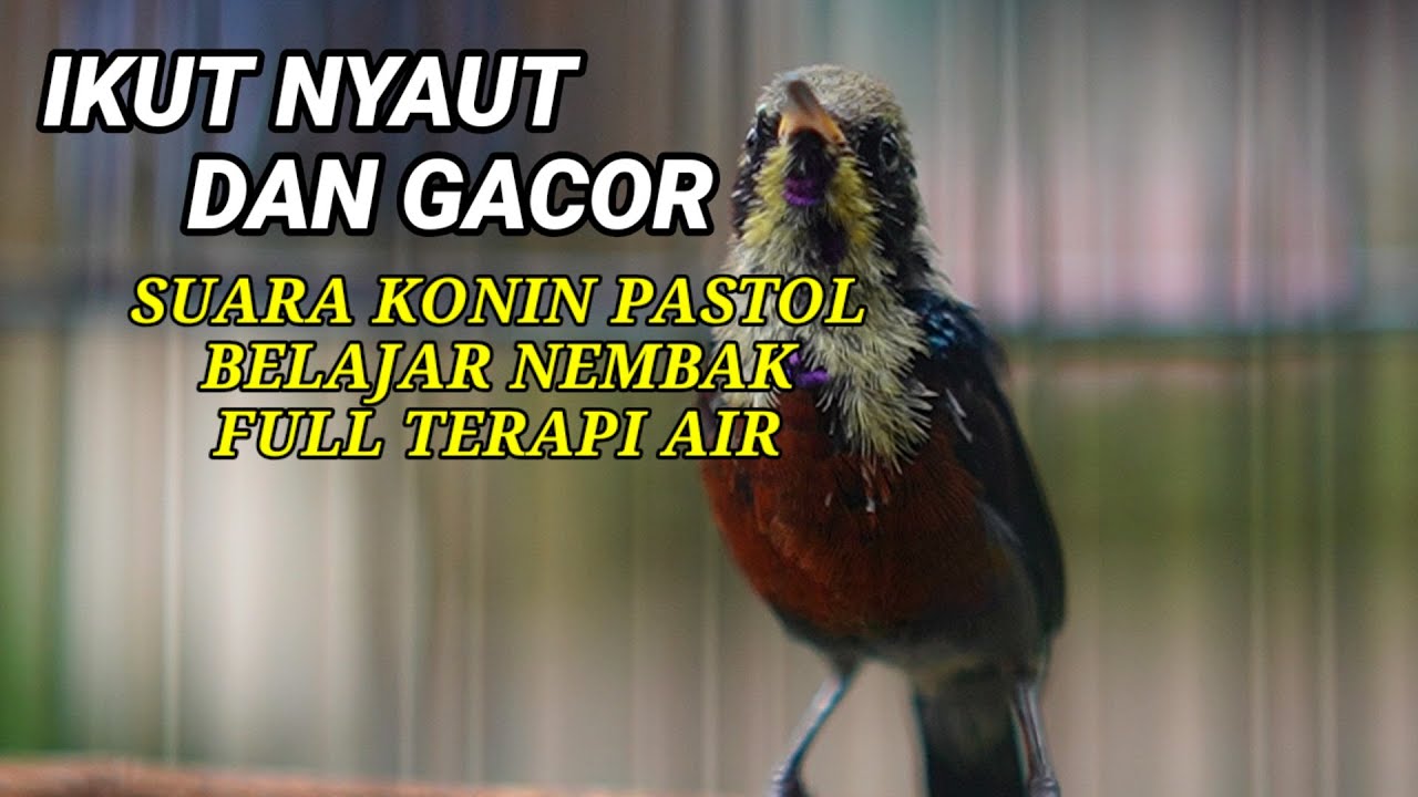 BIKIN GACOR !!! TERAPI KONIN SUARA AIR COCOK UNTUK TERAPI & PANCINGAN KOLIBRI NINJA AGAR BUNYI