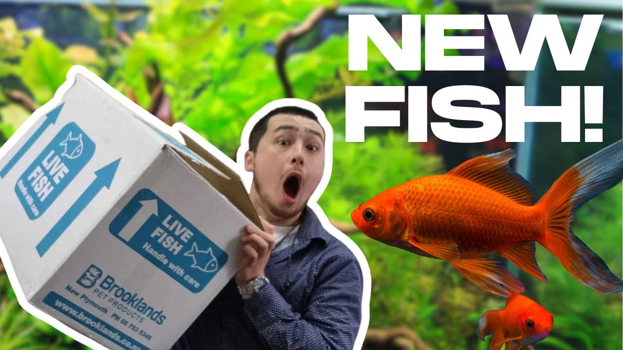 Live Fish Unboxing!