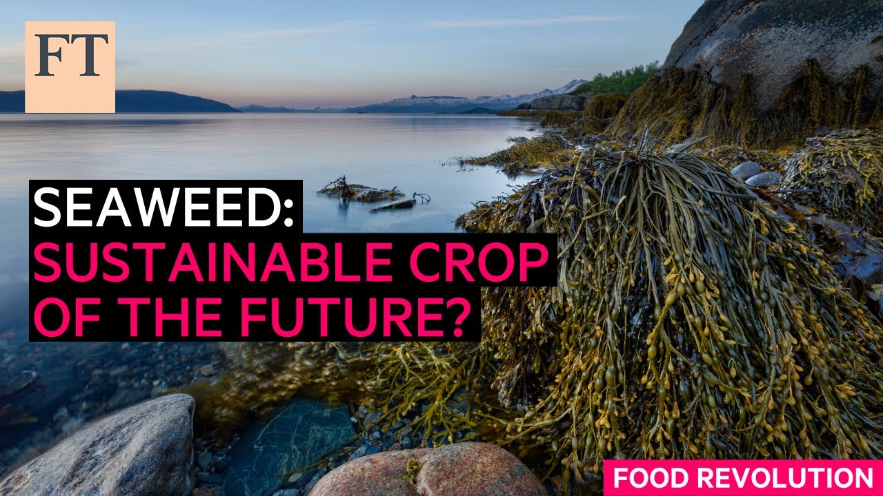 Морские водоросли: устойчивая культура будущего? | FT Food Revolution