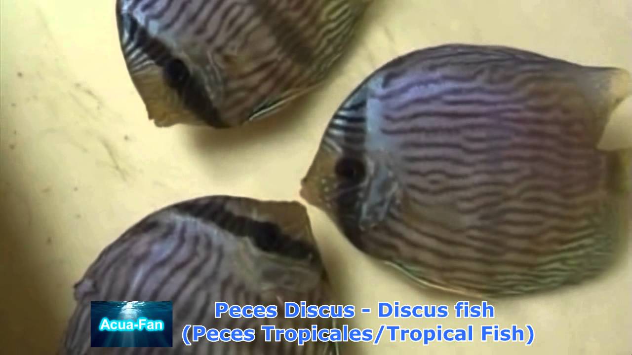 Peces Discus en Rio negro (Amazonas Brasil) - Discus fish in Black river (Brazil)
